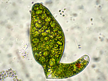 EUGLENA-EHRENBERGI