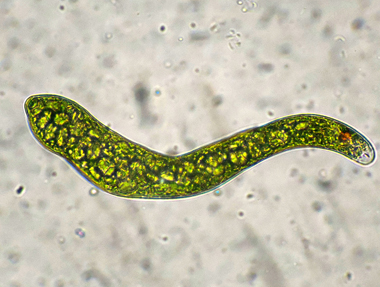 EUGLENA-EHRENBERGI