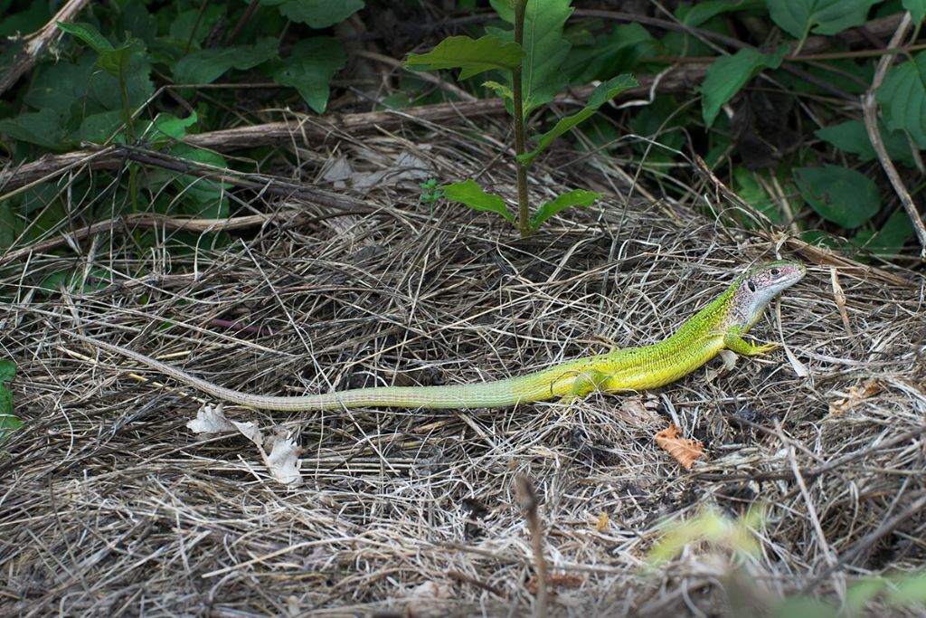 Lacerta viridis?  molto gialla..