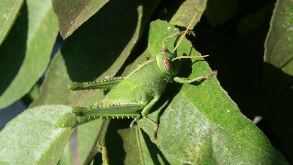 Anacridium aegyptium, femmina sub-adulta