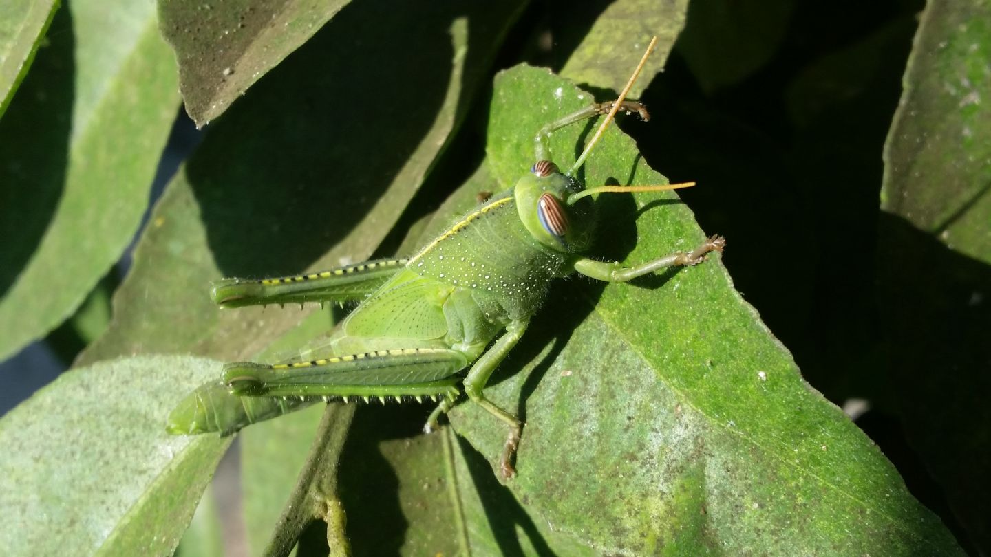 Anacridium aegyptium, femmina sub-adulta