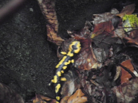 salamandre marchigiane