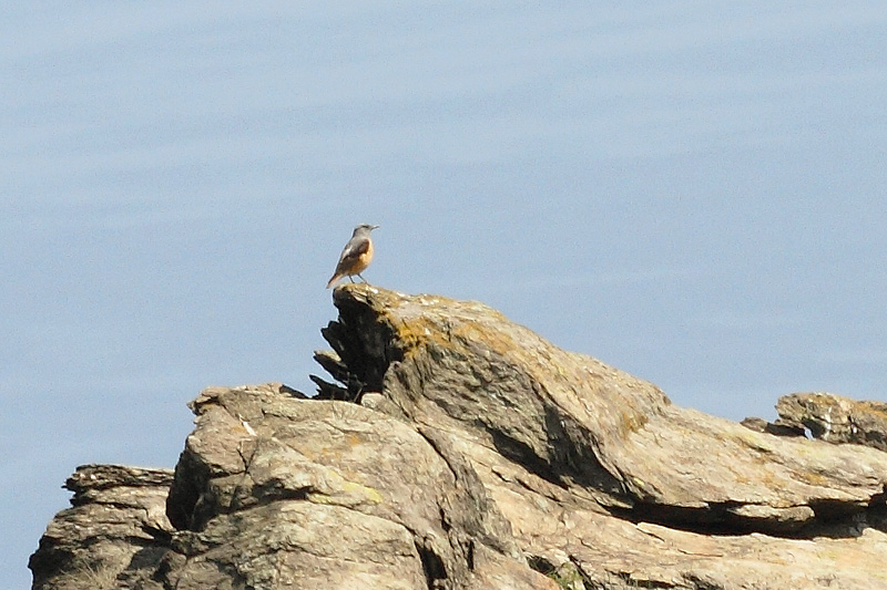 Aiuto per identificazione:  Codirossone (Monticola saxatilis)