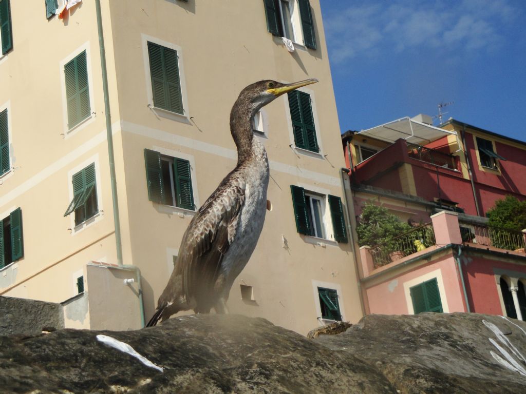 Marangone o Cormorano, da Boccadasse, Genova