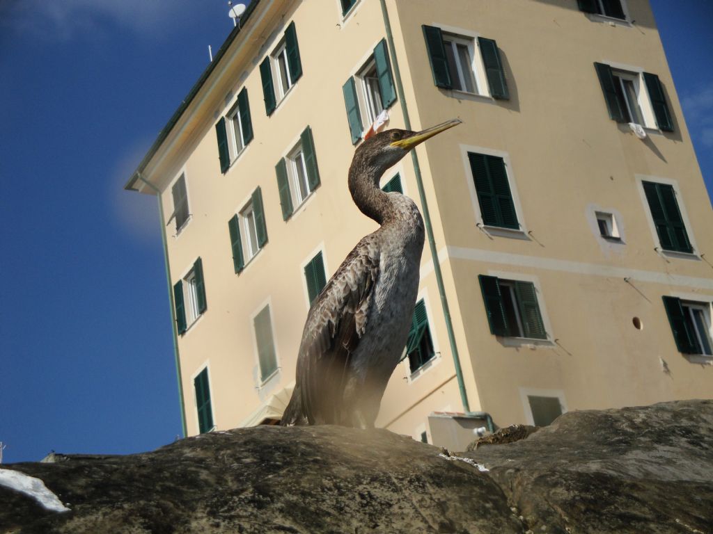 Marangone o Cormorano, da Boccadasse, Genova