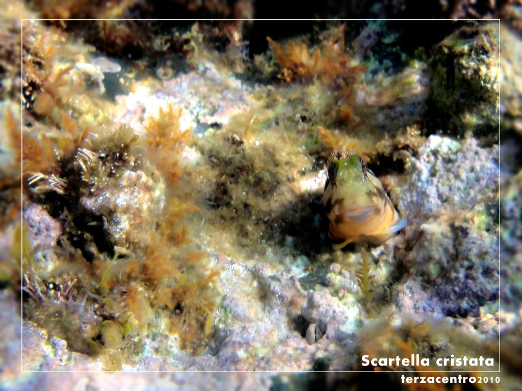 Scartella cristata