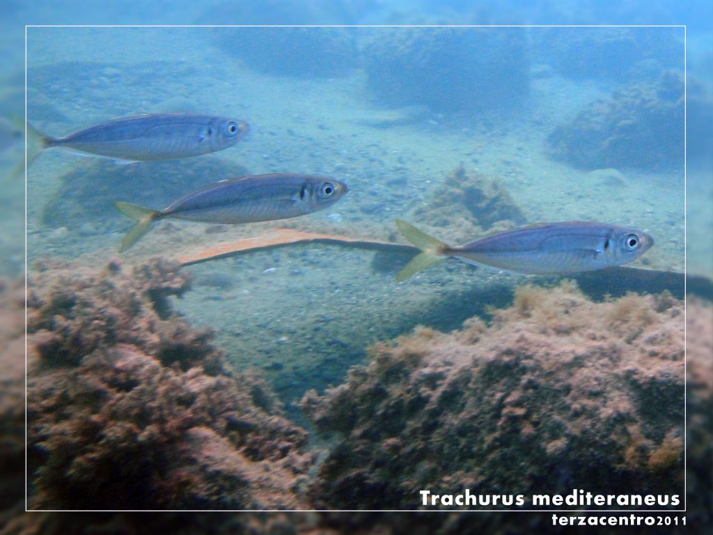 Trachurus mediterraneus (Steindachner, 1868)