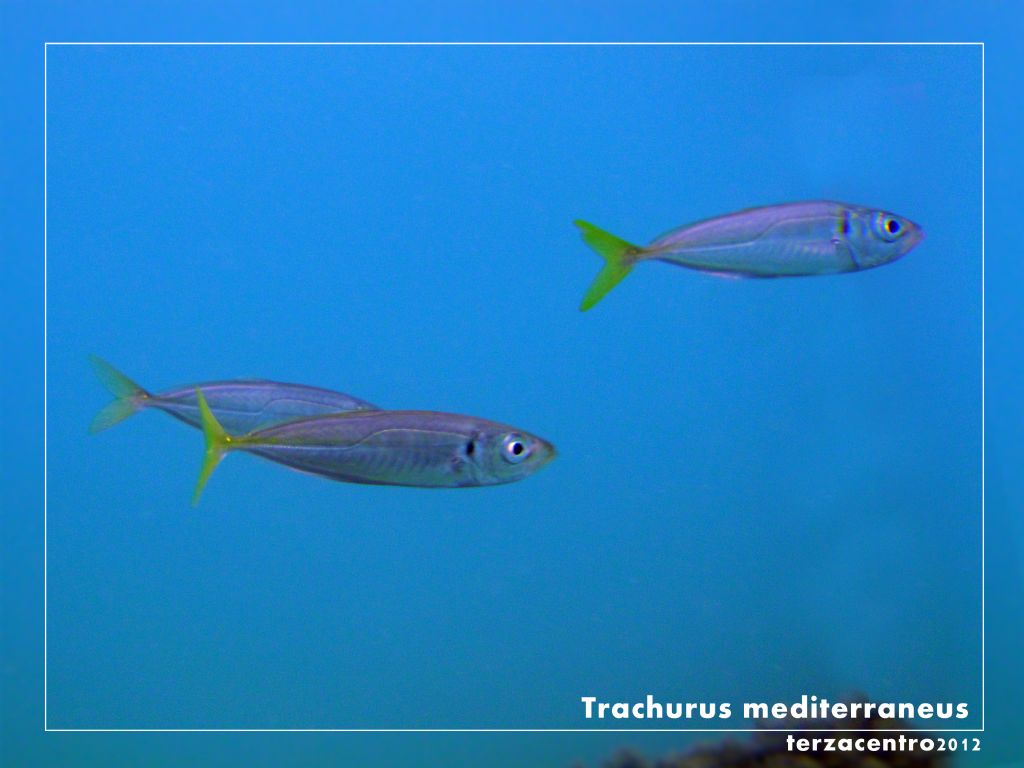 Trachurus mediterraneus (Steindachner, 1868)