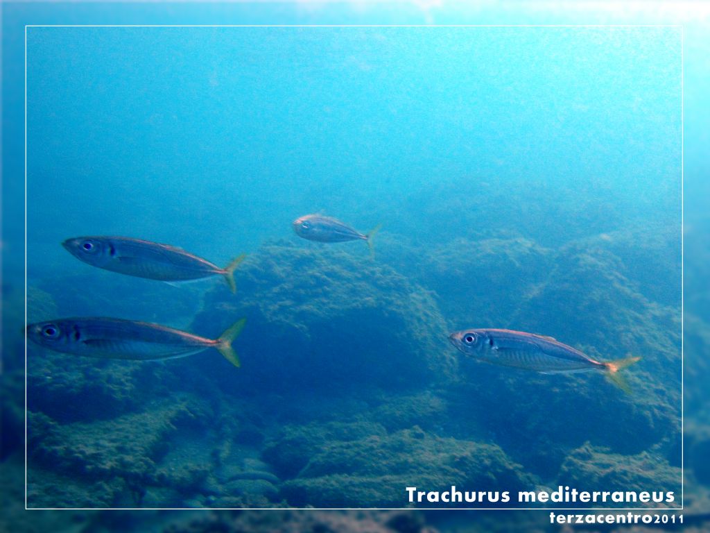 Trachurus mediterraneus (Steindachner, 1868)