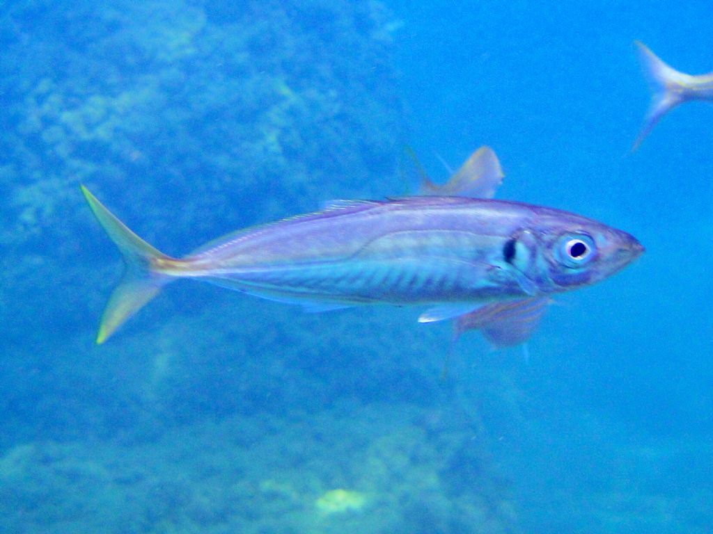 Trachurus mediterraneus (Steindachner, 1868)