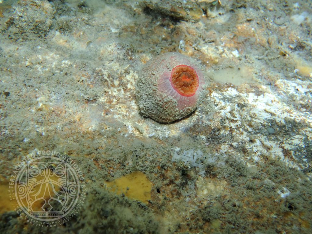 Actinia equina?