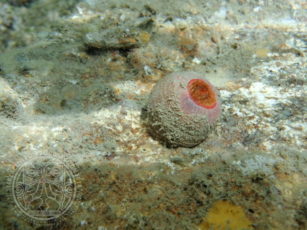 Actinia equina?