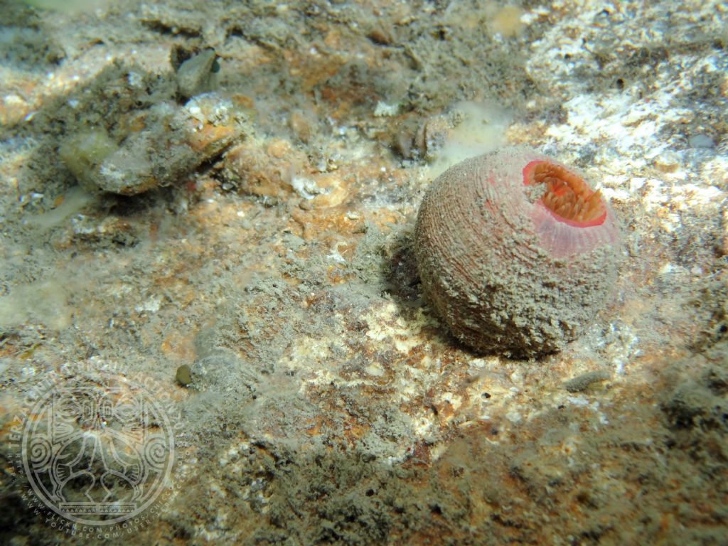 Actinia equina?