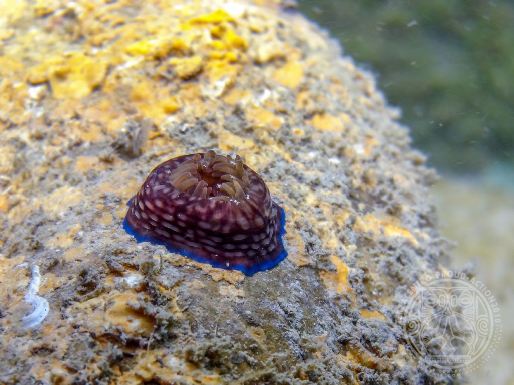 Actinia cari?