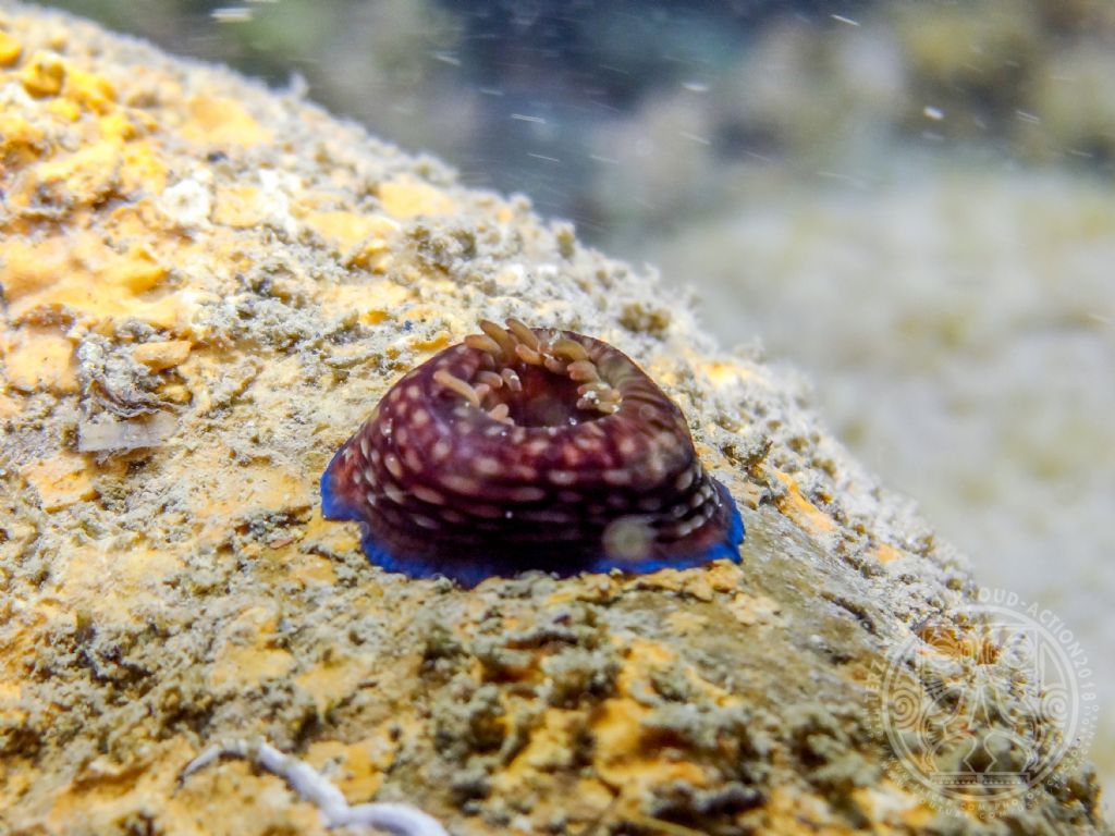 Actinia cari?