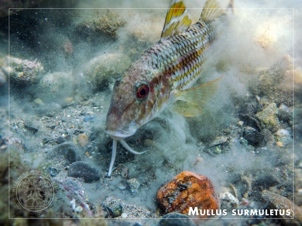 Aspirapolvere affamata. Mullus surmuletus in azione.