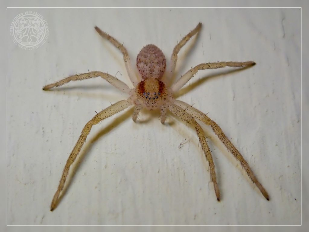 Philodromus sp. -  Genova