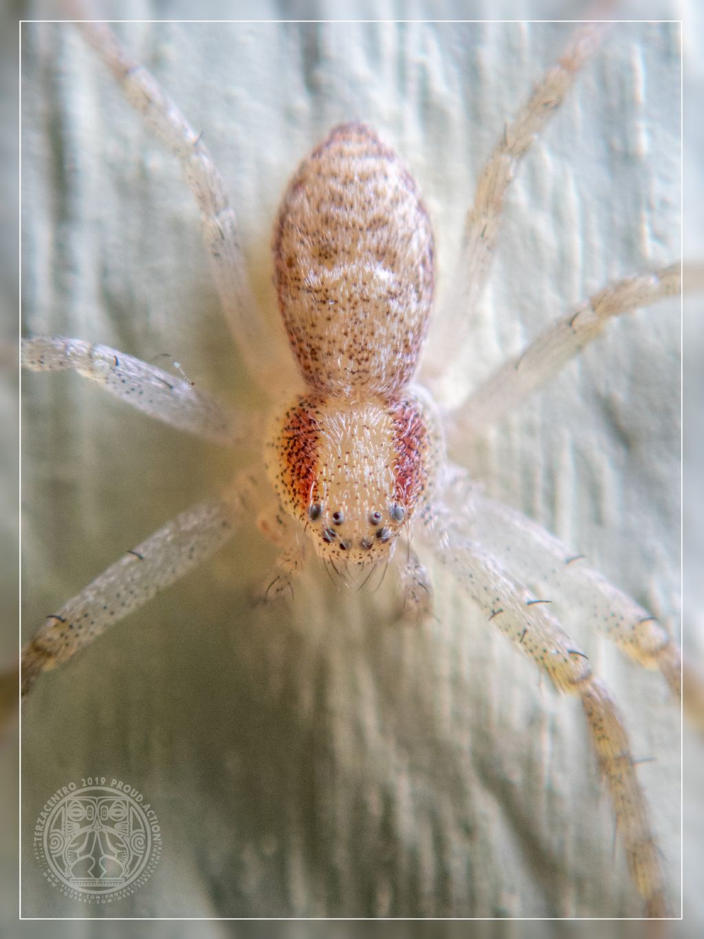 Philodromus sp. -  Genova