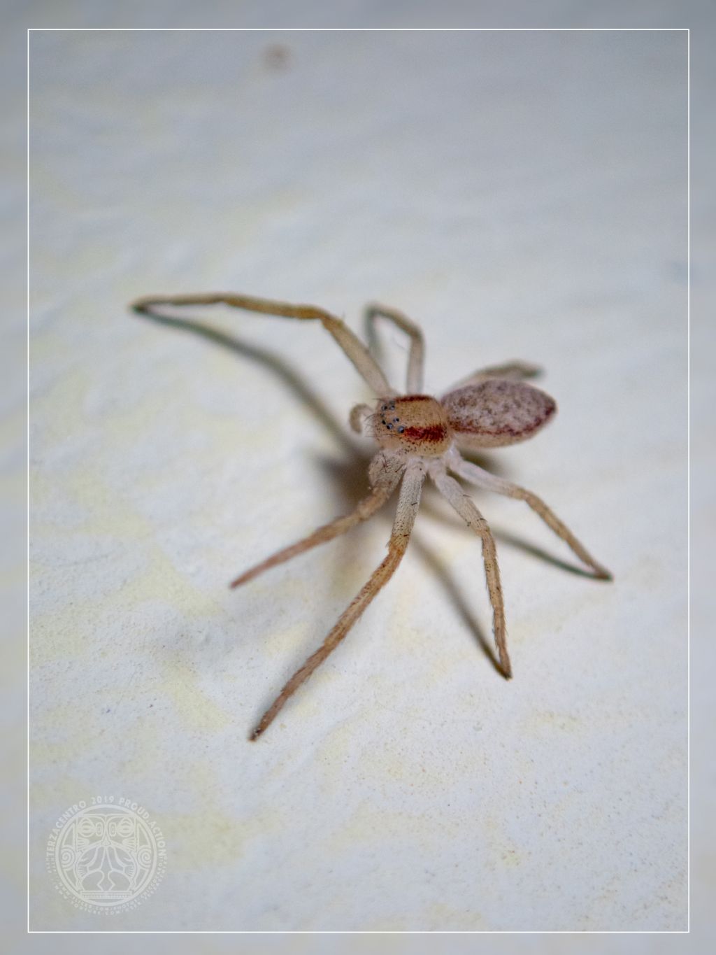 Philodromus sp. -  Genova