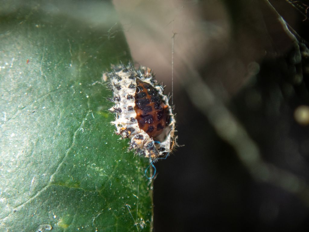 Crisalide o ooteca o...?  No, pupa di Coccinellidae