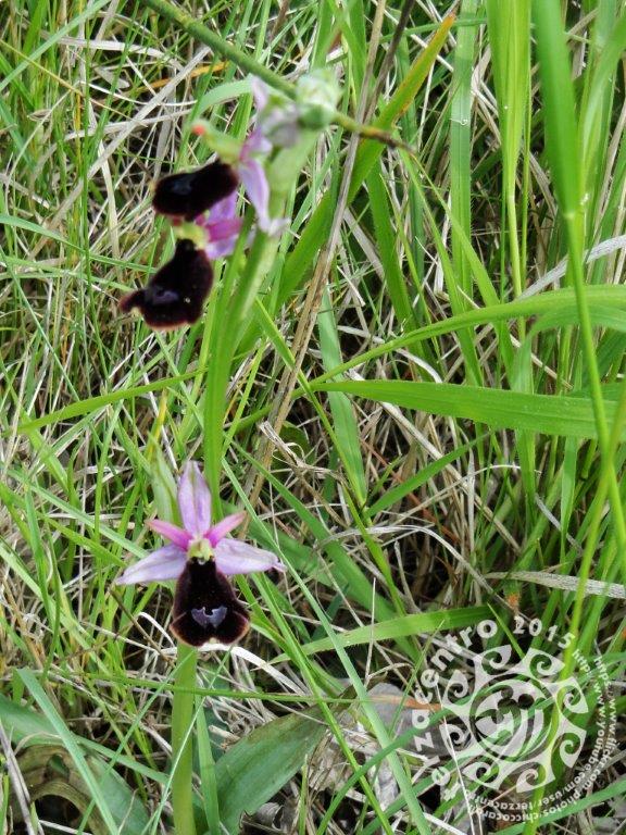 Ophrys bertolonii, alture di Genova, Forte Monteratti