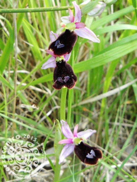 Ophrys bertolonii, alture di Genova, Forte Monteratti