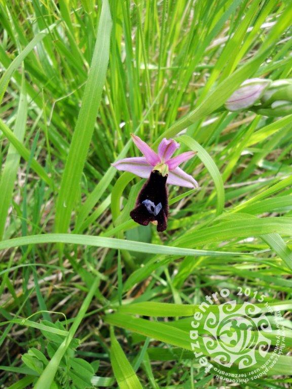 Ophrys bertolonii, alture di Genova, Forte Monteratti