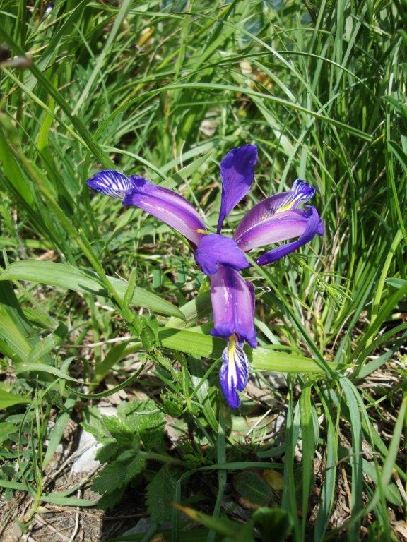 Iris graminea