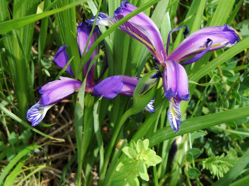 Iris graminea