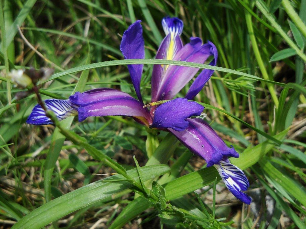 Iris graminea