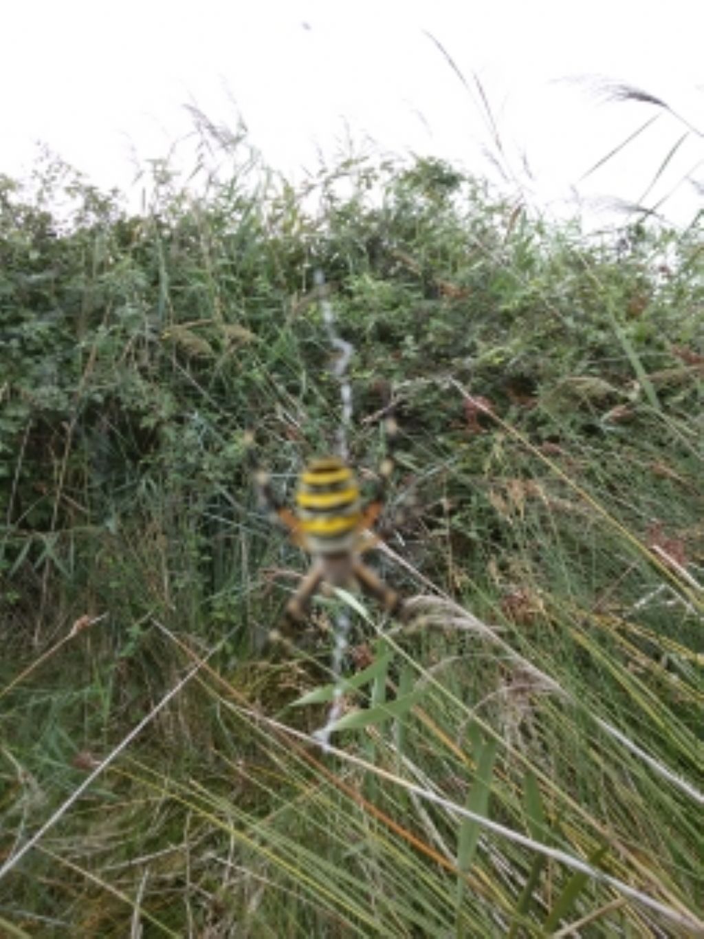 Argiope bruennichi - Ravenna