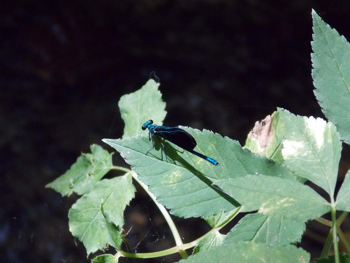 Libellula da identificare