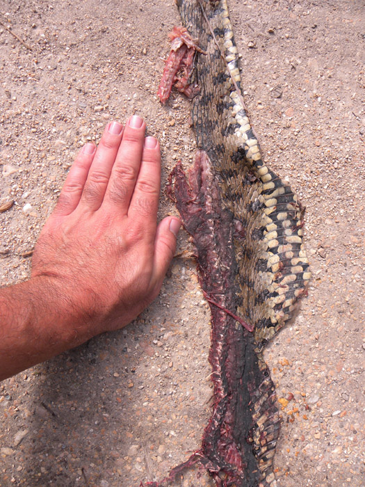 Identificazione piccolo serpente entrato in casa