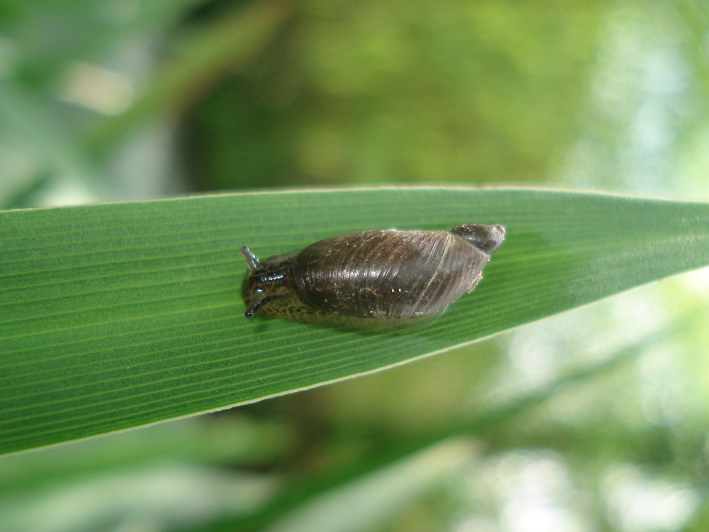 Succineidae:  Oxyloma elegans?