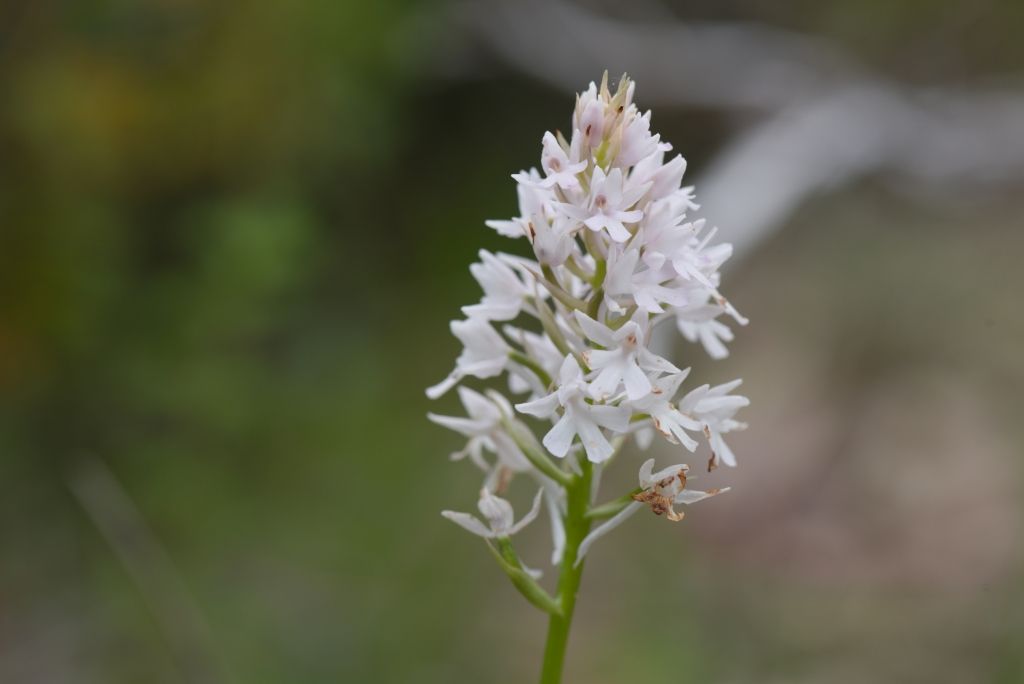 Anacamptis pyramidalis urvilleana?