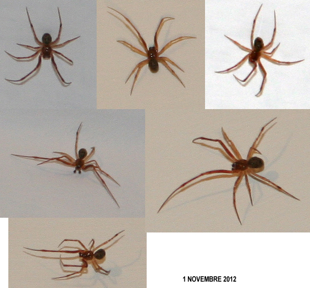 Pholcus phalangioides; Parasteatoda tepidariorum