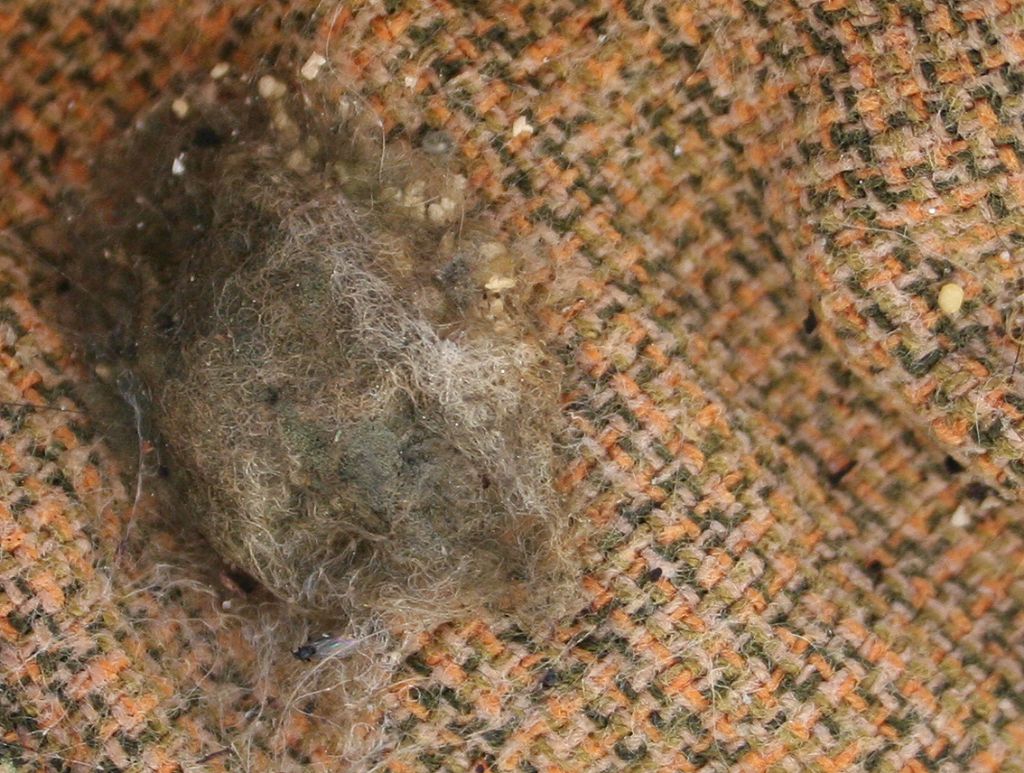 Araneus sp. (A. circe o A. angulatus) gestione uova e madre