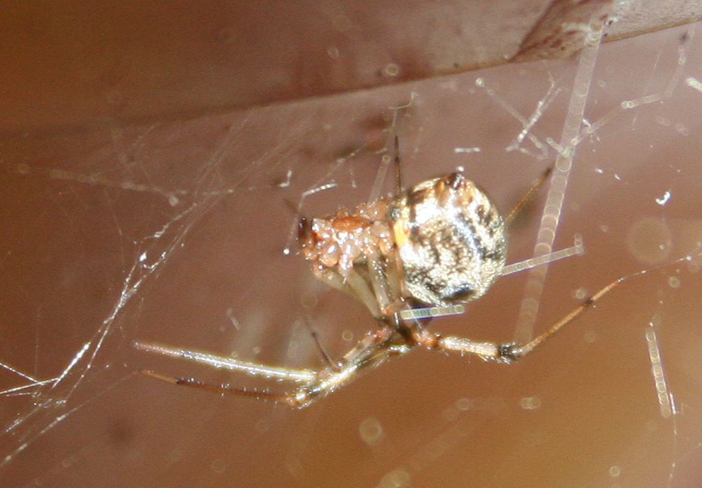 Parasteatoda sp. - Basso Piave (VE)