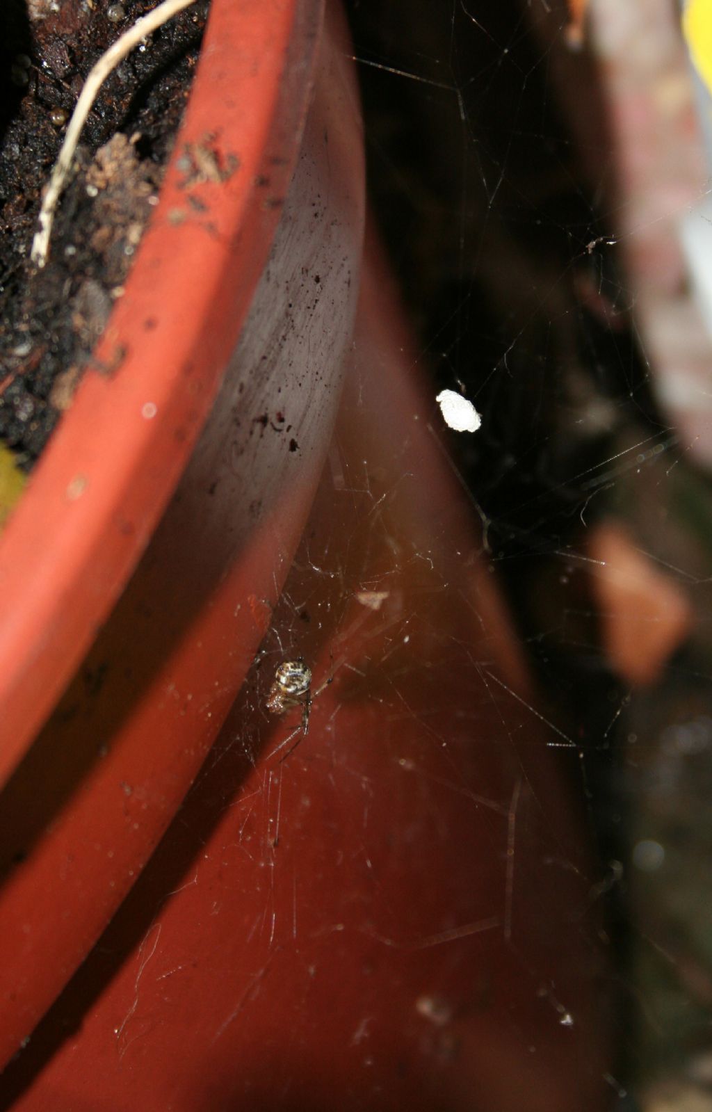 Parasteatoda sp. - Basso Piave (VE)