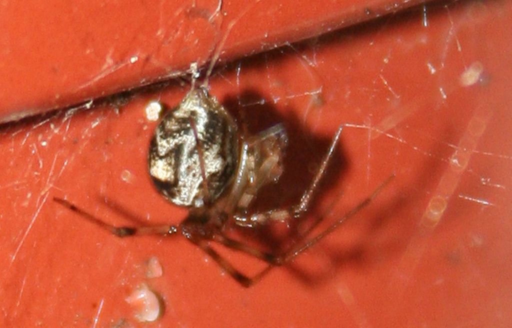 Parasteatoda sp. - Basso Piave (VE)