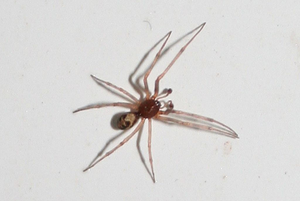 Steatoda triangulosa - Basso Piave (VE)