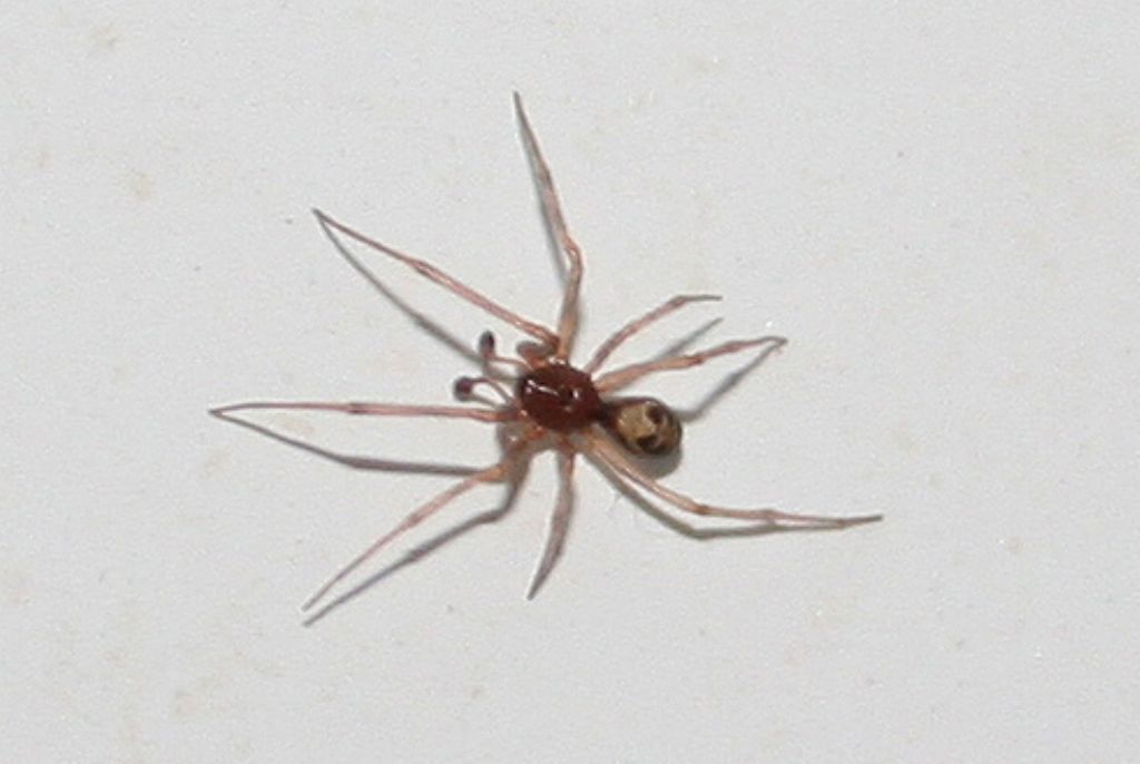 Steatoda triangulosa - Basso Piave (VE)