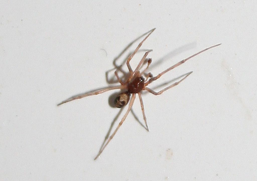 Steatoda triangulosa - Basso Piave (VE)