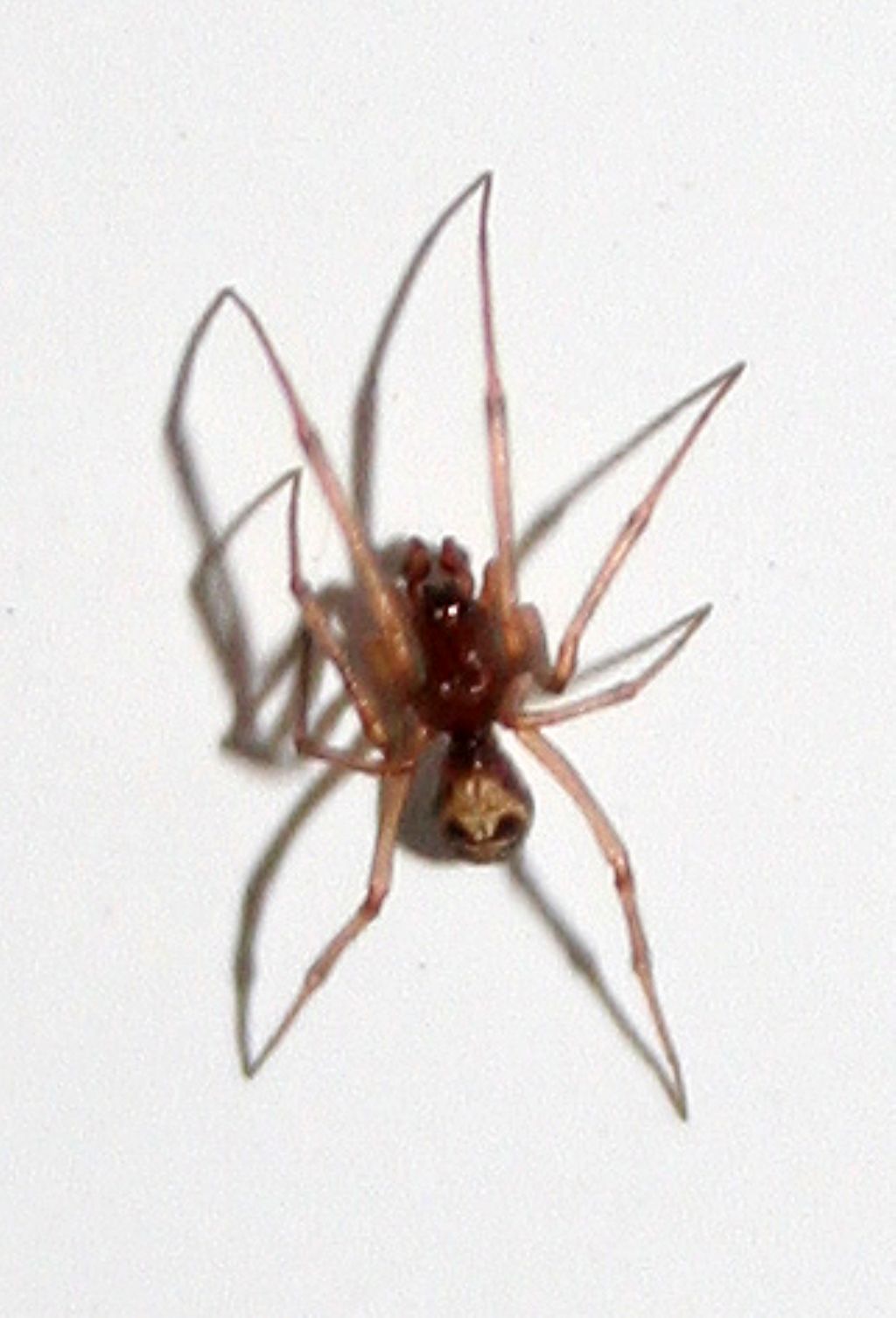 Steatoda triangulosa - Basso Piave (VE)