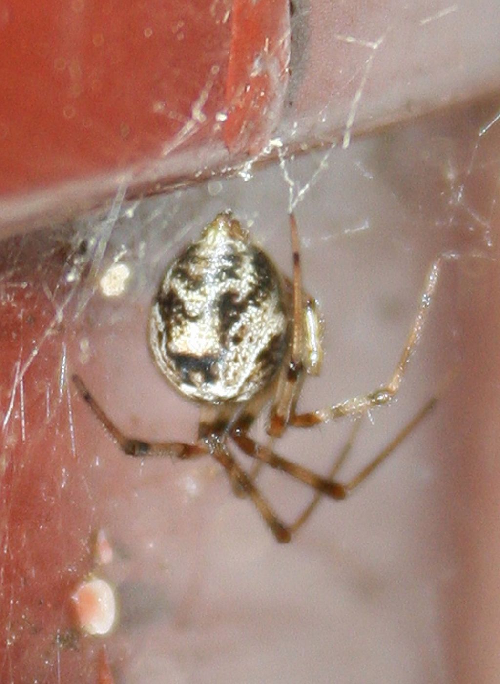 Parasteatoda sp. - Basso Piave (VE)