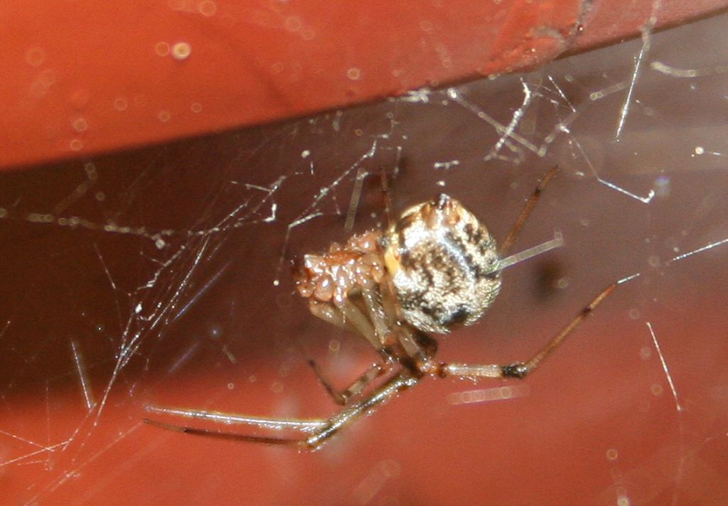 Parasteatoda sp. - Basso Piave (VE)