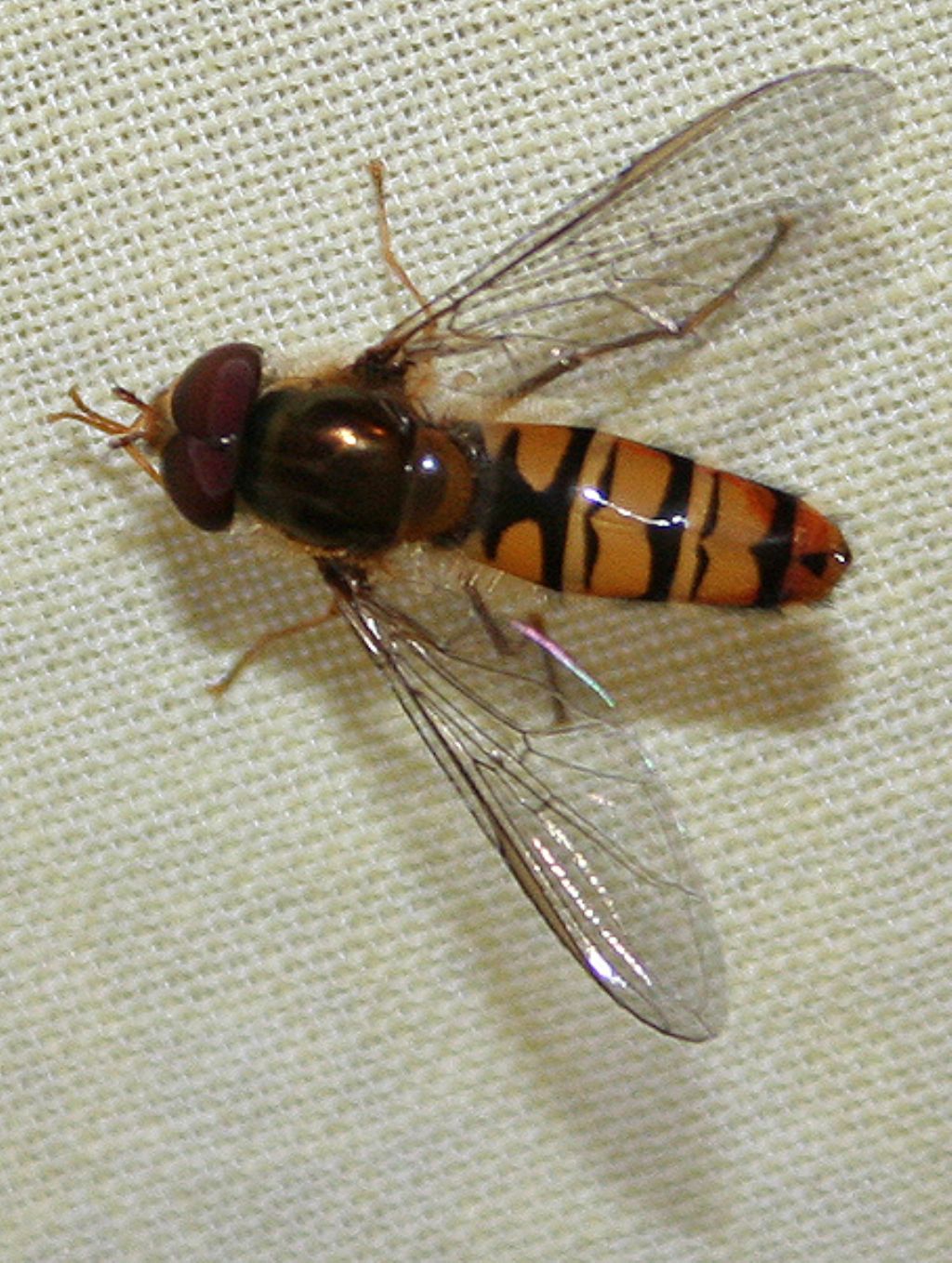 Syrphidae?