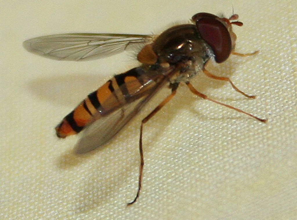 Syrphidae?