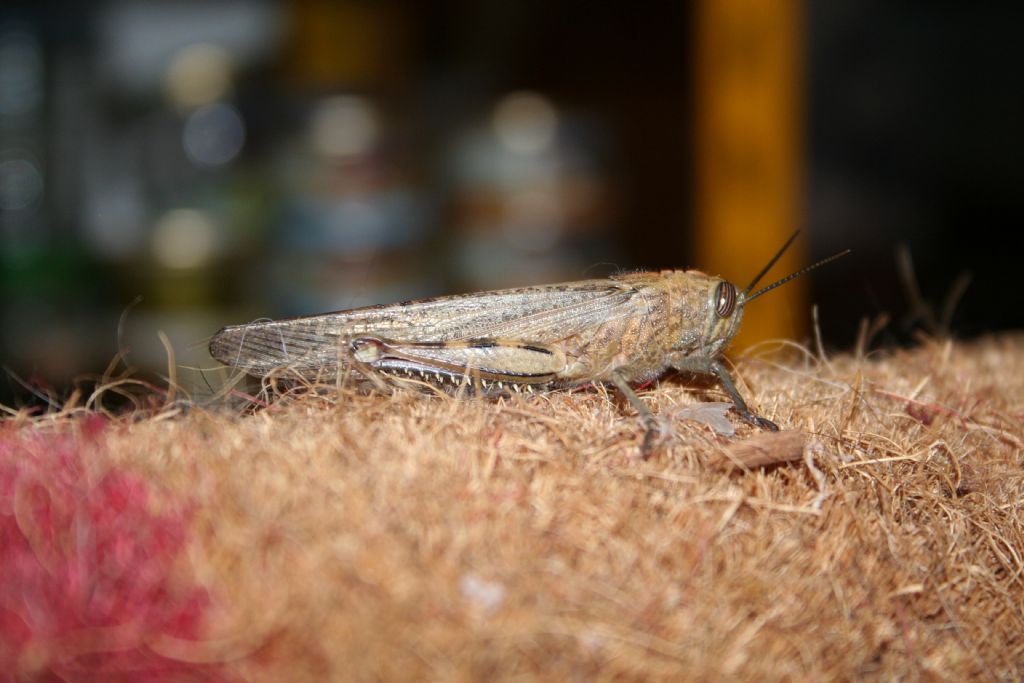 Cavalletta grigia su tappettino: Anacridium aegyptium