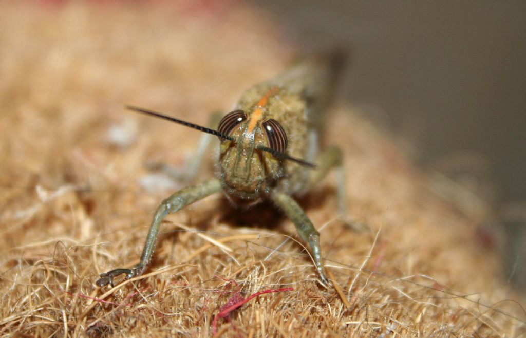 Cavalletta grigia su tappettino: Anacridium aegyptium